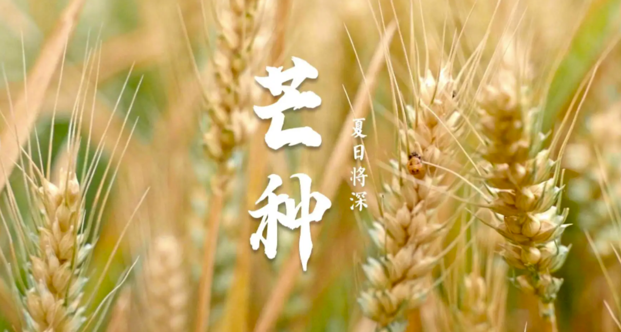 芒種時節(jié)：播種希望，收獲美好